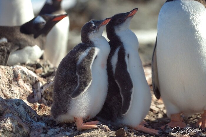 Край пінгвінів. Українські полярники поділились зворушливими фото