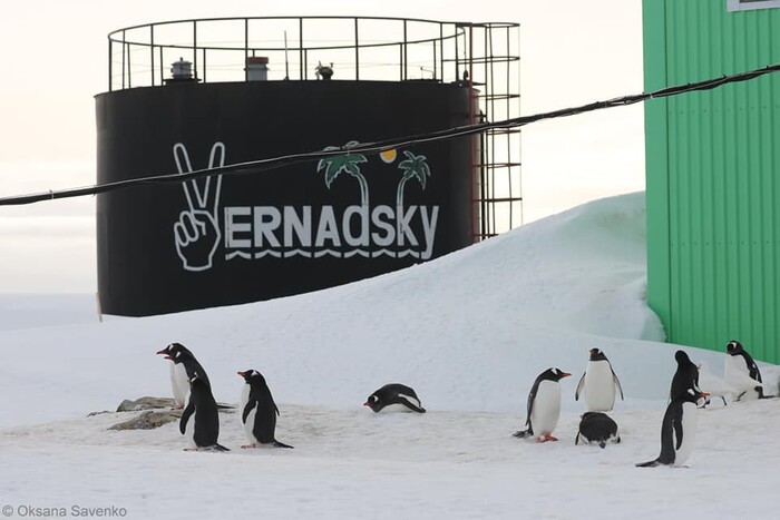 Українську станцію в Антарктиді оточують пінгвіни (відео)