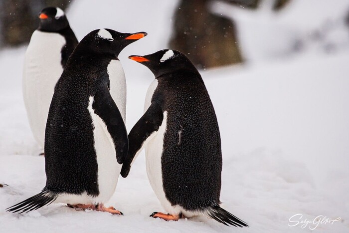 Українські полярники традиційно показали фото закоханих пінгвінів
