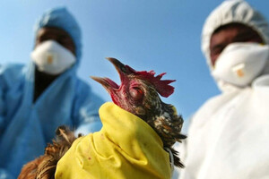 В Китае зафиксирована первая в мире смерть человека от птичьего гриппа