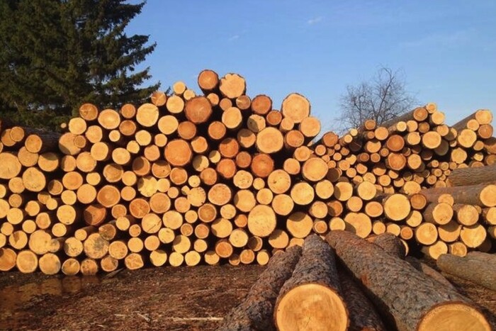 Росія масово вирубує українські ліси: хто купує деревину