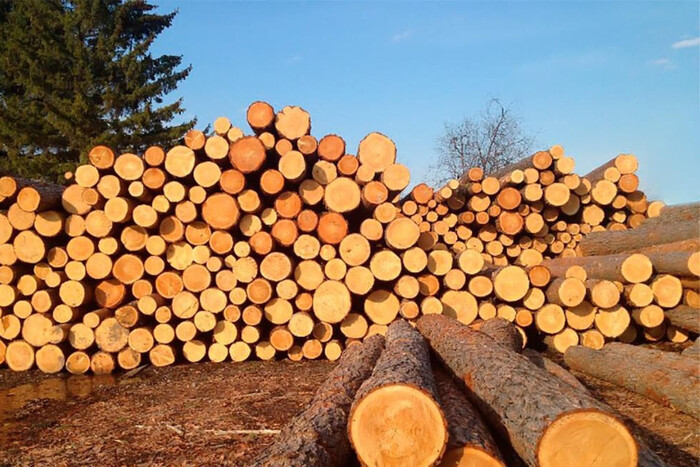Россия массово вырубает украинские леса: кто покупает древесину