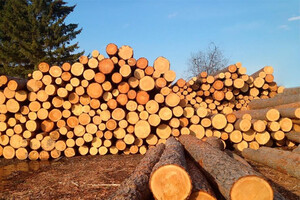 Россия массово вырубает украинские леса: кто покупает древесину