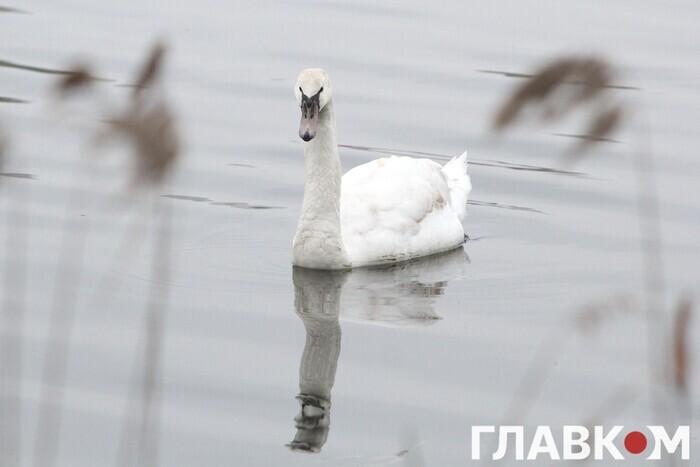 На Пасху на киевском озере «Солнечное» поселился лебедь (фото)