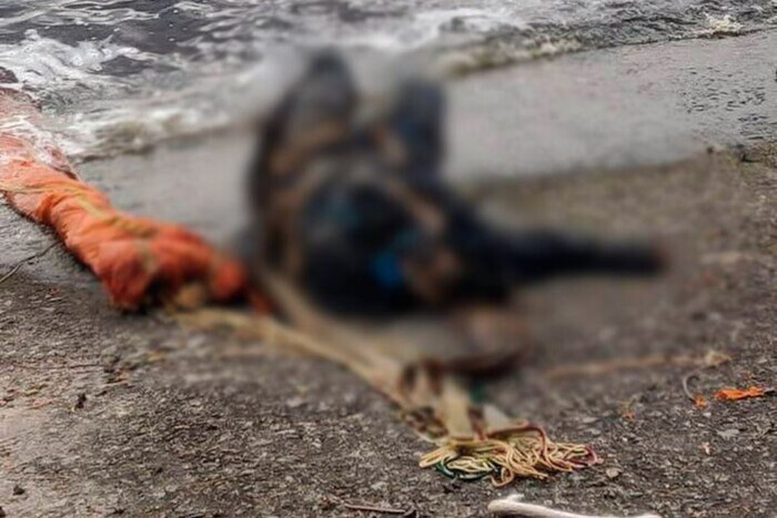 На берегу Киевского водохранилища обнаружено тело российского пилота (фото)