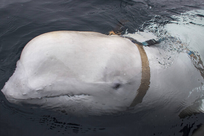 В водах Скандинавии плавает российский «кит-шпион» – СМИ