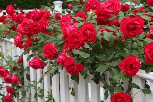 Експертка поділилася секретами догляду за трояндами
