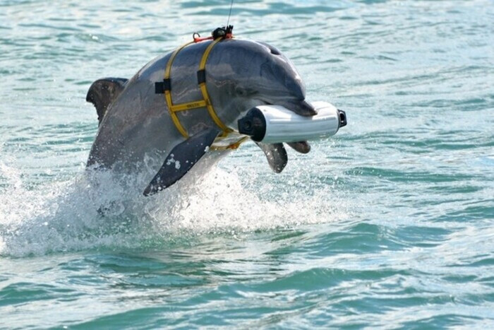 Россия усиливает оборону Севастополя боевыми дельфинами