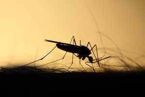 РФ відправила до парламентів світу доповіді про бойових комарів і вошей України