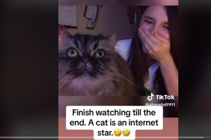Кіт-співак перервав прямий ефір та став зіркою мережі