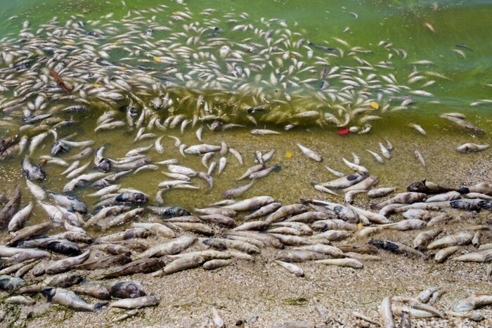 Підрив Каховської ГЕС: названо збитки рибної галузі