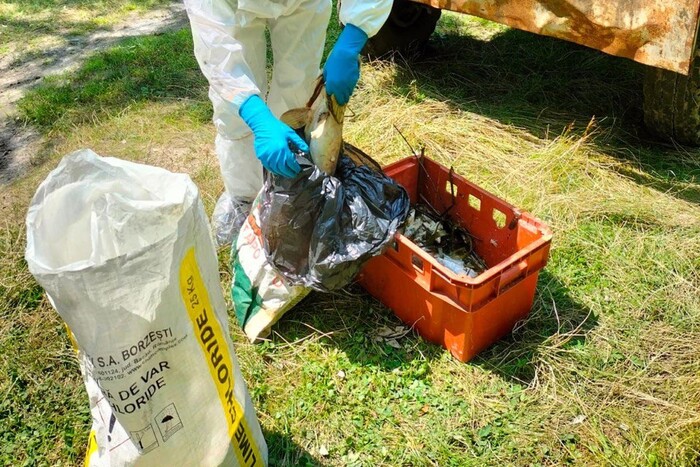 Екологічна катастрофа на Полтавщині: у річці Псел виявлено понад 300 кг мертвої риби
