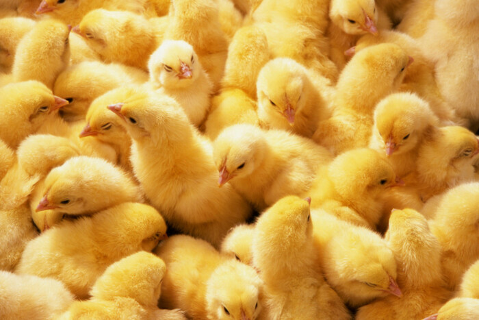 Поляки в отчаянии: Украина запретила импорт яиц и курятины