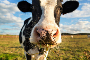 Британские ученые будут кормить коров нарциссами, чтобы решить одну проблему