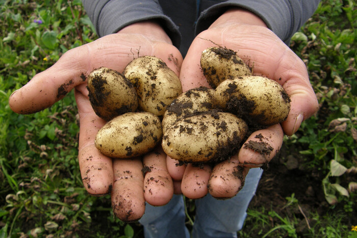Никопольцы посадили картошку на дне высохшего Каховского водохранилища