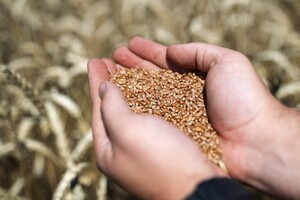 ЄС готовий допомогти Україні експортувати всю сільгосппродукцію, яку вона захоче продати