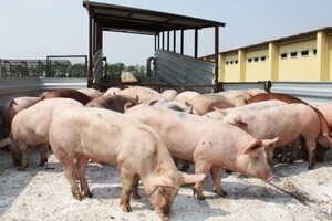 В одній із областей України вирує африканська чума свиней