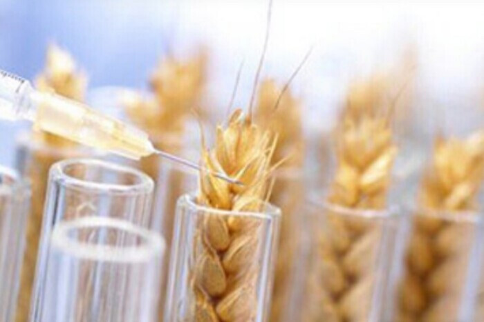 О чем «говорит» пшеница: ученые раскрыли новый секрет