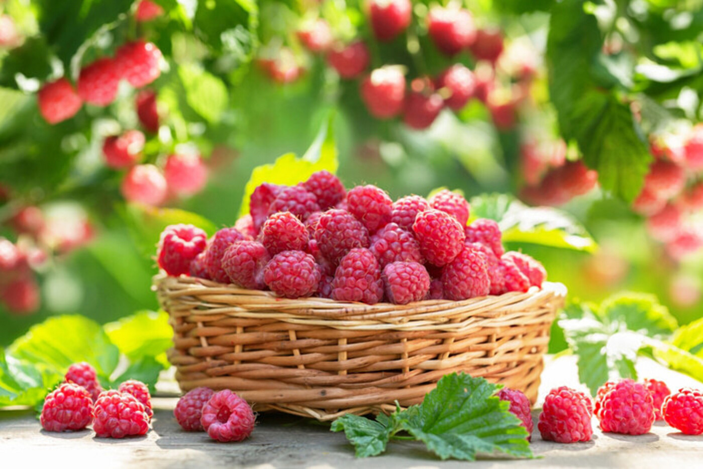 Чем полезна малина и оптимальное количество ягод в день: исследование ученых