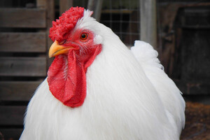 У французских производителей истерика из-за курятины из Украины
