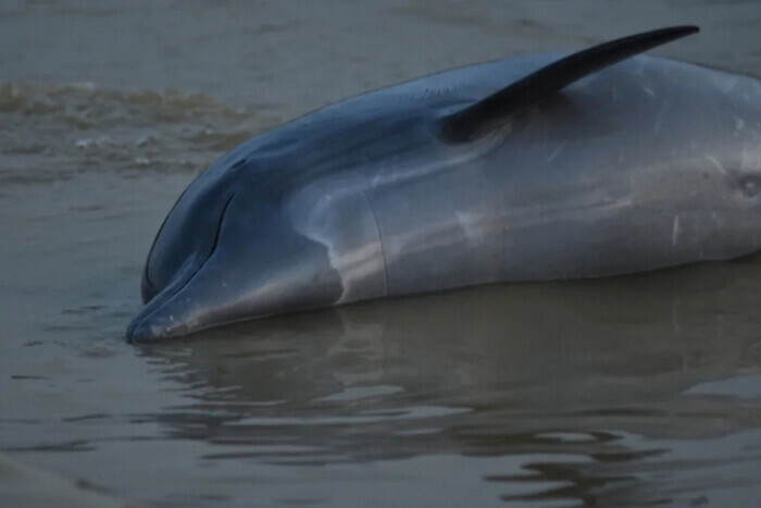 В Бразилии дельфины массово погибают от жары