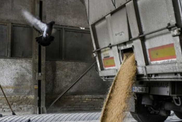 Україна запроваджує зміни у контролі зерна: яка країна допоможе