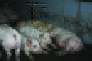 На Київщині зафіксовано нові випадки африканської чуми свиней