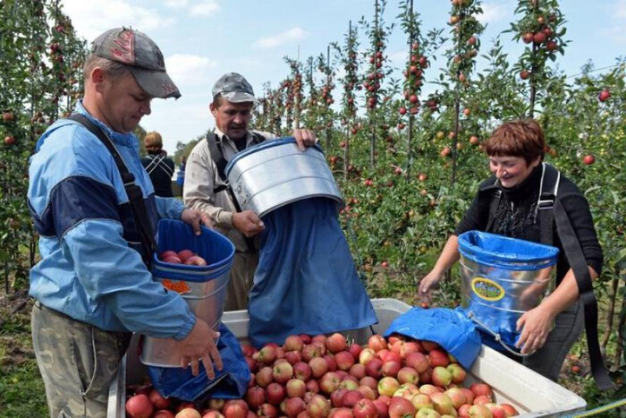 Поляки возмущены из-за яблок из Украины: что происходит с ценами