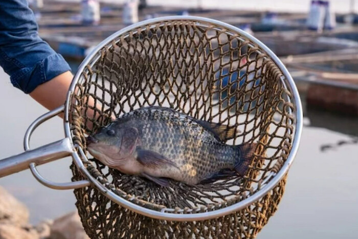 Із 1 листопада в Україні заборонено ловити рибу