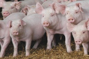 На Київщині виявлено нові випадки африканської чуми свиней