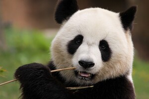 Си Цзиньпин намекнул, что Китай снова готов отправить в США панд