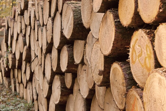 В Україні – дефіцит деревини – ЗМІ