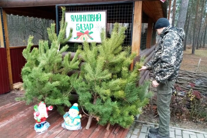 Ялинкові ярмарки в Україні: скільки коштують новорічні красуні та які штрафи за самовільну вирубку