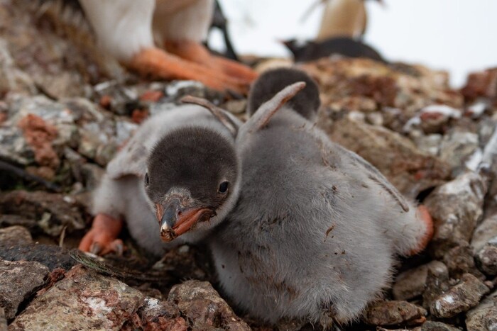 На станції «Академік Вернадський» з'явилися перші пінгвінята: милі фото