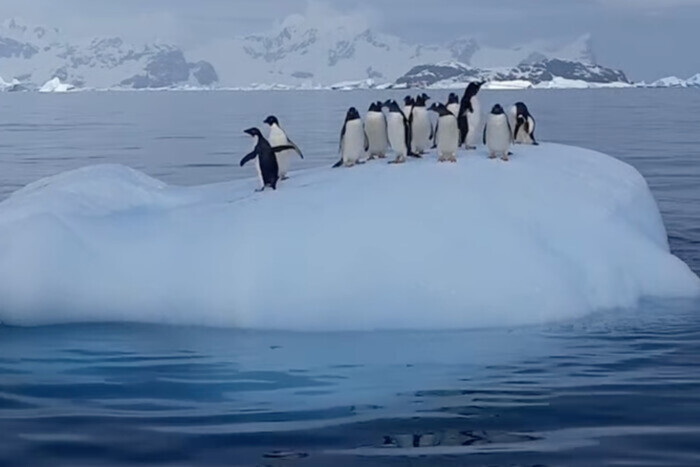Украинские полярники показали качели, которые устроили себе пингвины