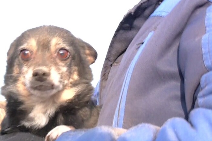 У Смілі після ракетного удару врятовано собаку, який провів під завалами майже добу