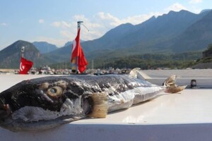 Отруйні «чудовиська» лякають відпочивальників на курортах Туреччини 