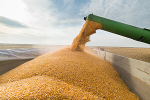 США дали свой прогноз по экспорту украинской пшеницы на 2024 год