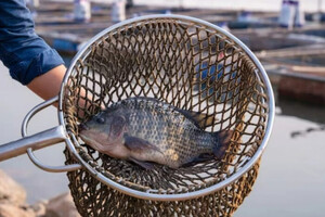 Уряд планує збільшити штрафи за незаконне рибальство
