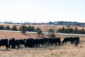 «Ферми припиняють роботу щодня»: американські скотарі розповіли про найбільший страх 