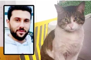 Вбивство кота збурило суспільство у Туреччині: як покарали винного