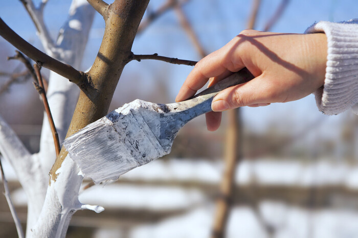 Білити чи не білити дерева навесні: ваші плодові перестануть хворіти