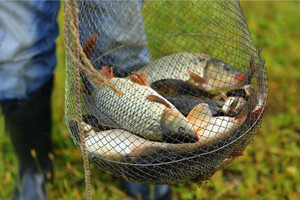 Запрет на лов рыбы весной: что нужно знать