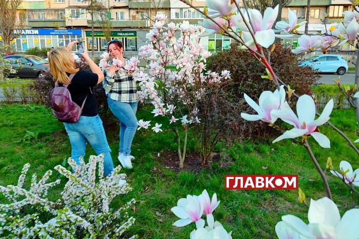 У Києві розквітли магнолії. Яскраві фото