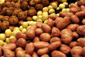 В Україні падає ціна і якість картоплі