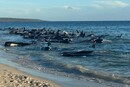 В Австралії понад 200 китів викинулися на берег. Їх рятують місцеві жителі (відео)