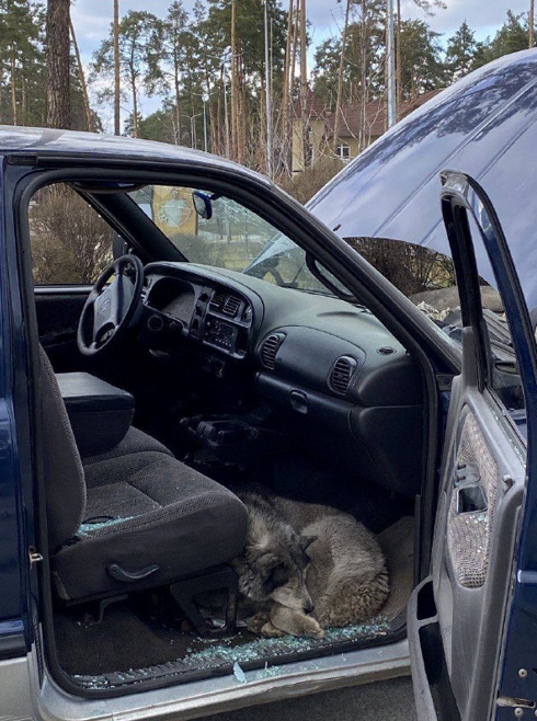 Патрульні поліцейські знайшли в розбитій вщент машині самотнього собаку (Фото: Facebook патрульної поліції України)