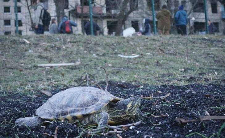 Черепаха вилетіла з квартири під час вибуху і приземлилася на стадіоні (Фото: ДСНС України)