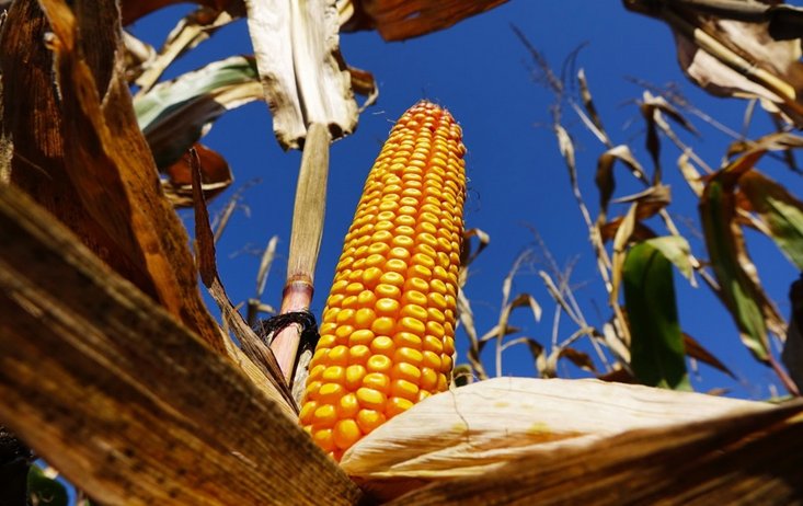 Зараз кукурудза прекрасно почуває себе по всій Україні (фото: agroexp.com.ua)