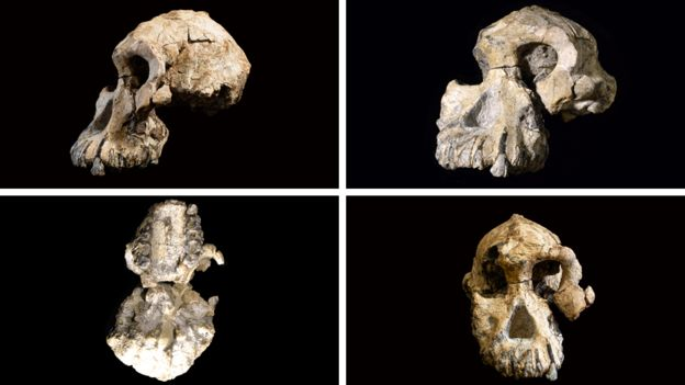 Найденный череп является на сегодняшний день наилучшим образчиком гоминида, который относится к анамским австралопитекам